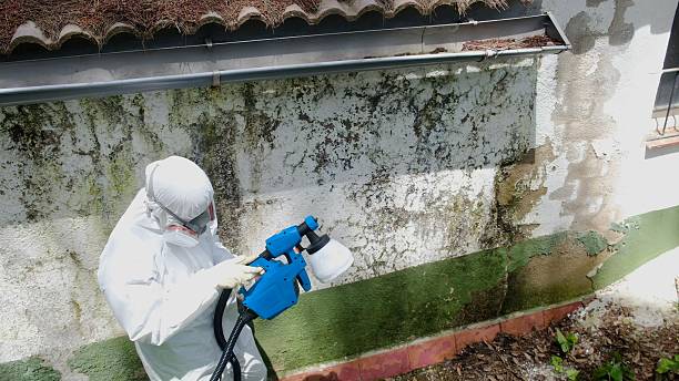 Top rated local Mold Remediation specialists in Smyrna, GA